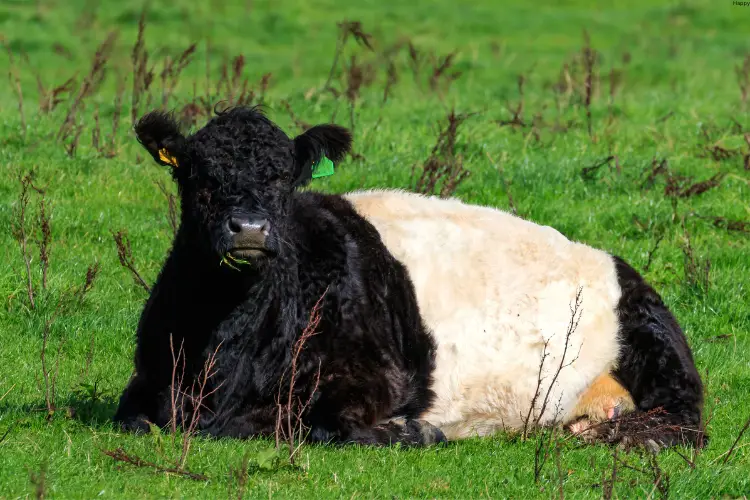 Belted Galloway is sitting on grass