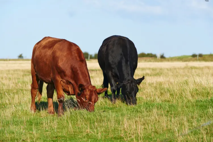 Black and brown cattles are eating grass together