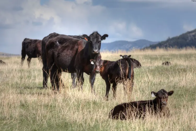 Black cattles are are standing while one of them is sitting