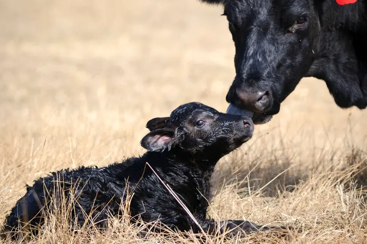 Black cow mother is loving her baby