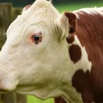 Brown and white cattle is standing