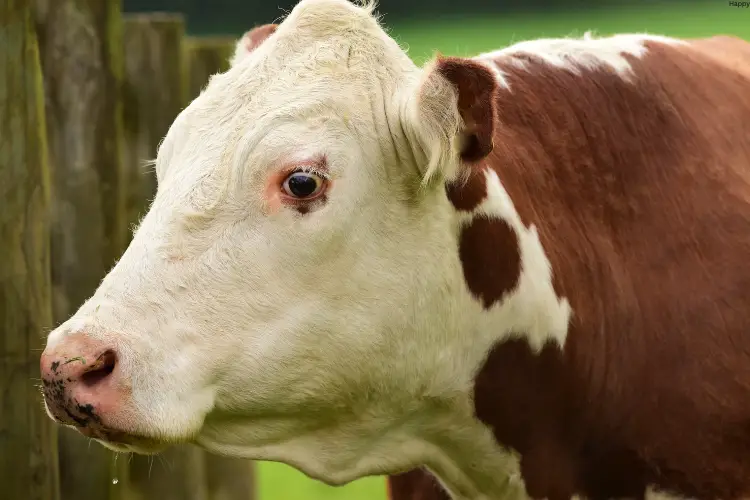 Brown and white cattle is standing