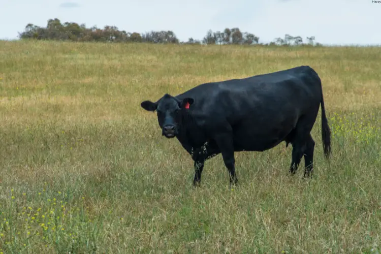 Buffalo is stranding on grass alone