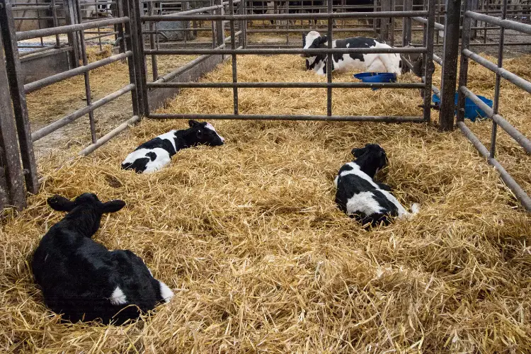 Calves are siiting away from their mother in farm