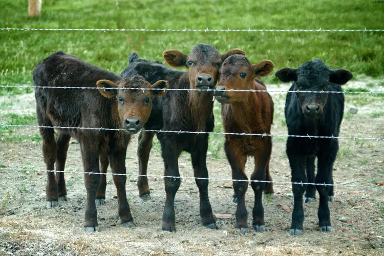 Calving are standing together in farm