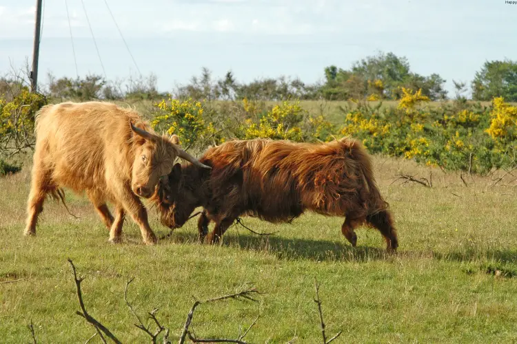 Cattle are fighting with each other