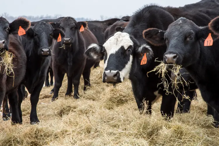 Cattle are standing together