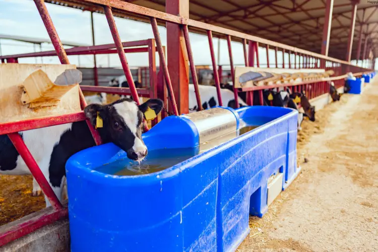 Cattle is drinking water in farm