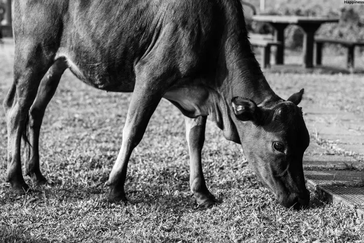 Cattle is eating alone