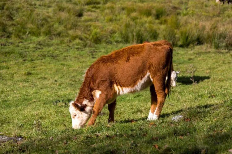 Cattle is eating grass