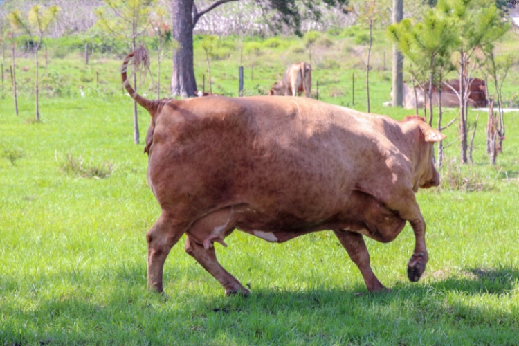 Cattle is in aggressive mode