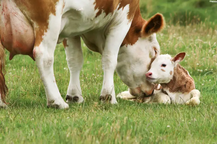 Cattle is loving her calve