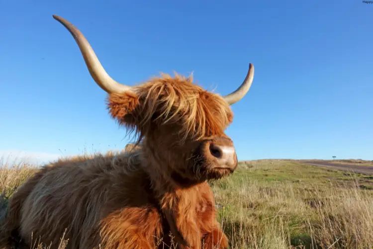 Cattle is standing alone