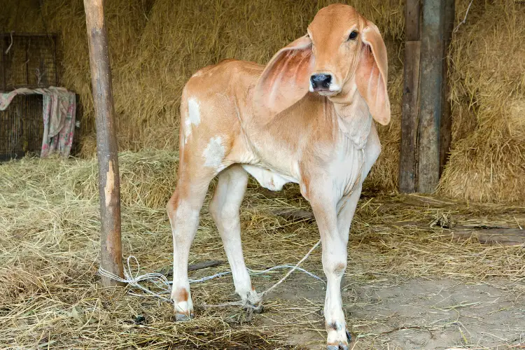 Cattle is standing alone in farm