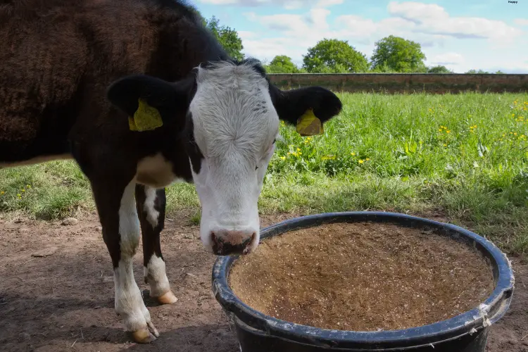 Cattle is standing near its breeding