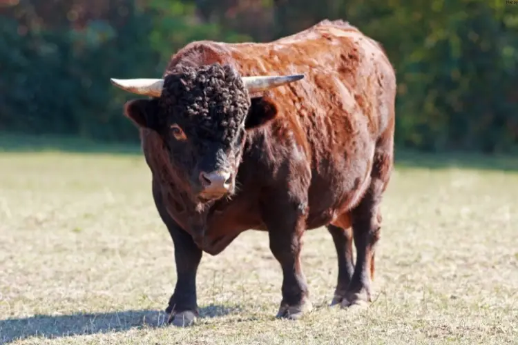 Cattle is standing on ground