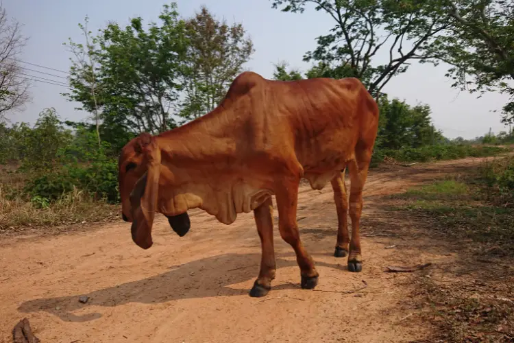 Cattle is standing on soil