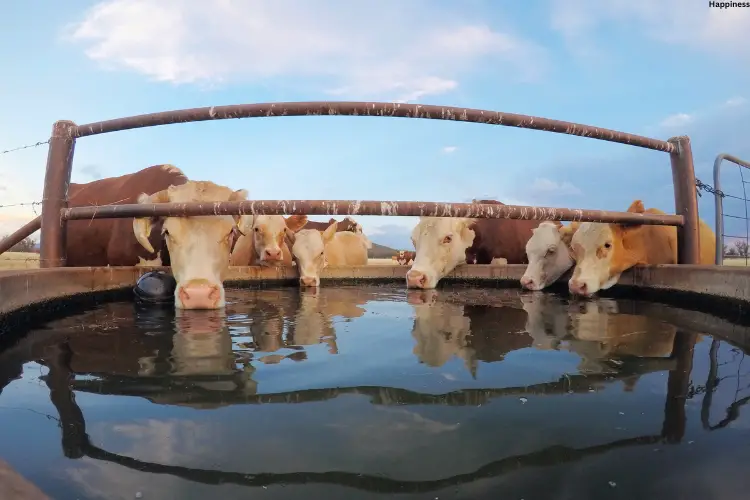 Cattle's are drinking water