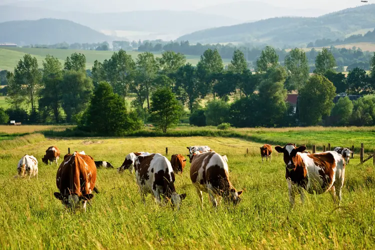 Cattles are eating grass together