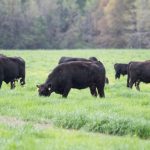 Cattles are eating grass together