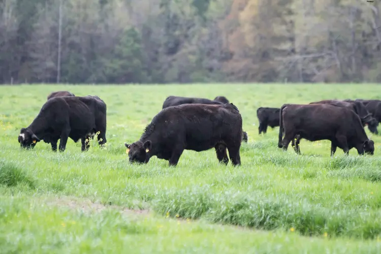 Cattles are eating grass together