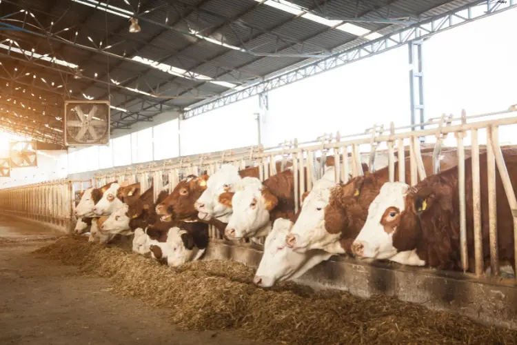 Cattles are eating in farm