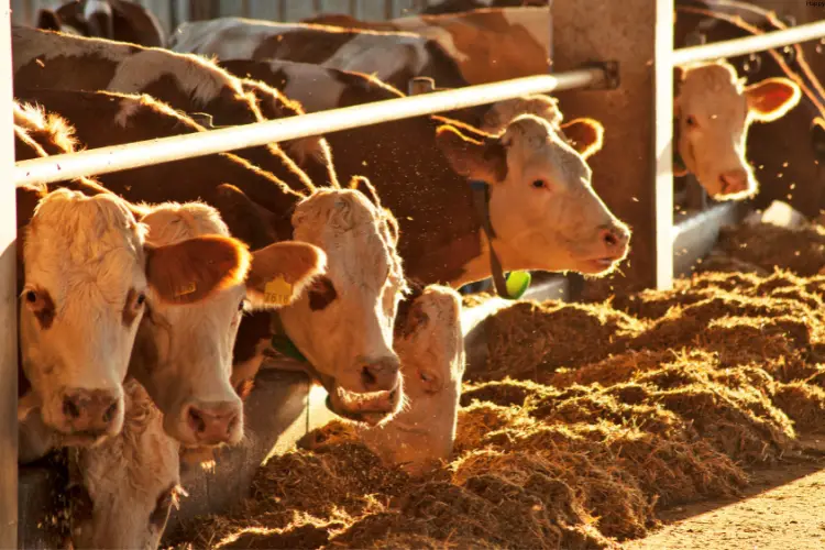 Cattle's are eating together 