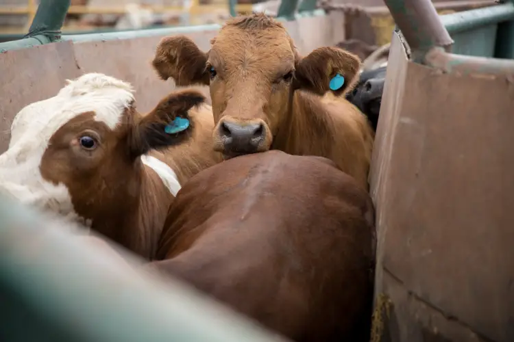 Cattles are gathered at one place