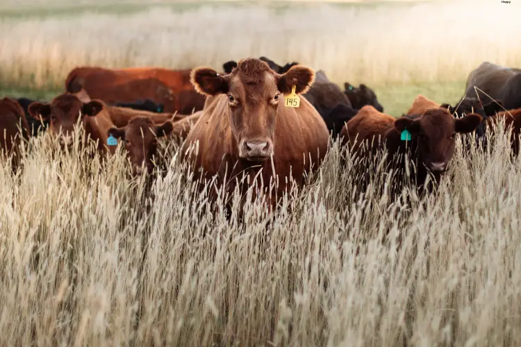 Cattles are in long grass