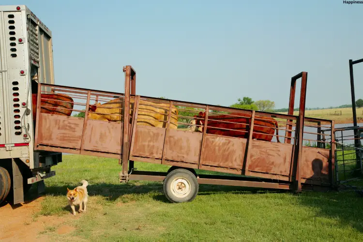 Cattle's are loading into a truck