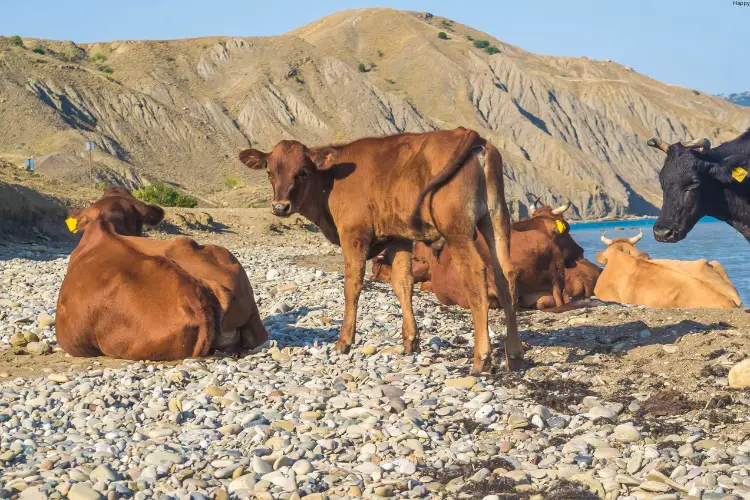 Cattles are siting near water