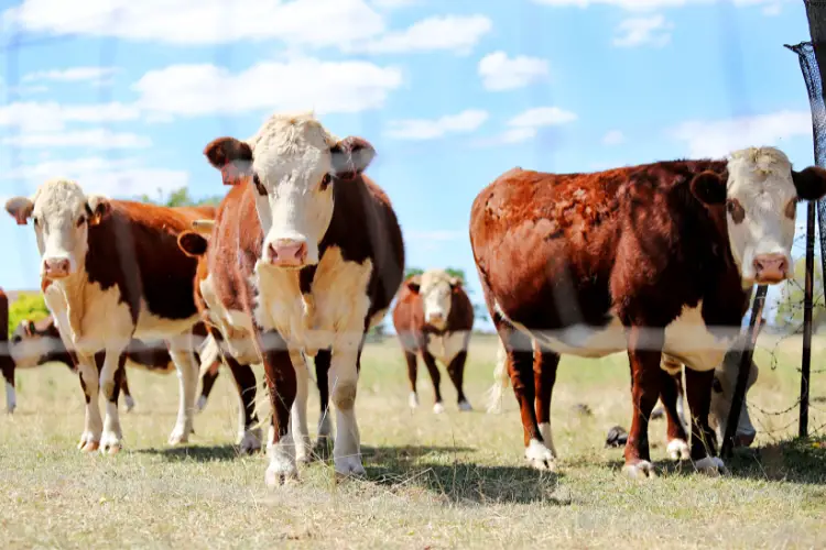 Cattles are standing at one place