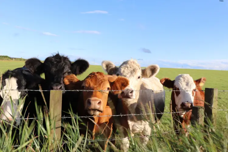 Cattles are standing in grass