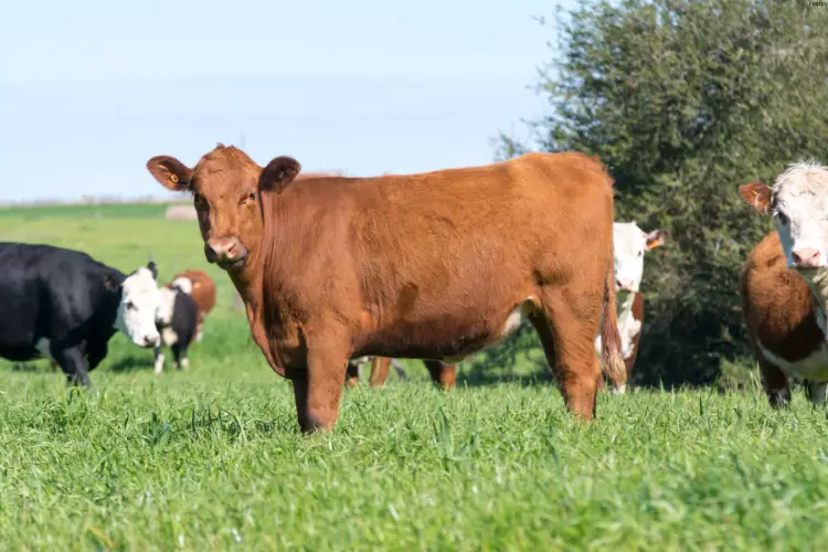 Cattles are standing in long grass