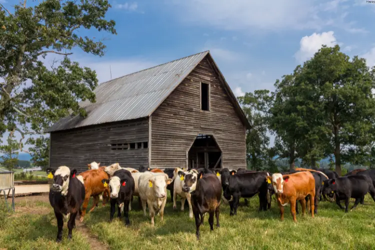 Cattles are standing out side of a hut