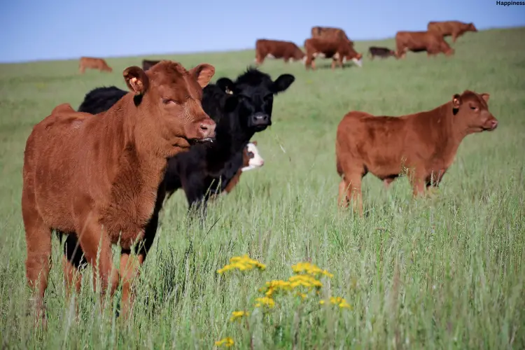 Cattle's are standing together