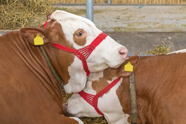 Cattles are standing very near to each other