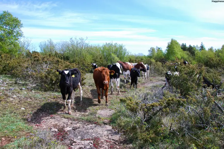 Cattle's are together