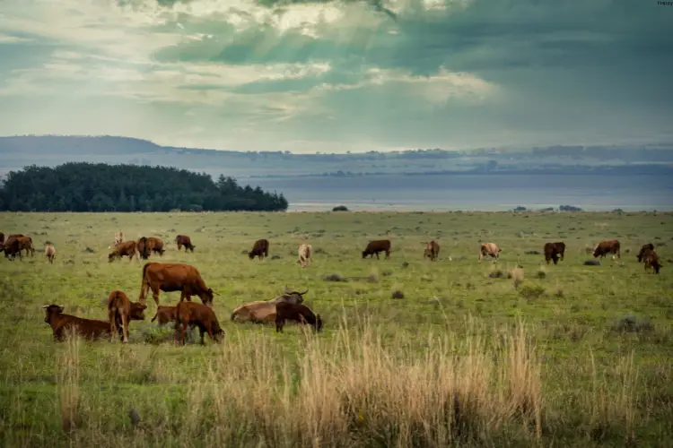 Cattle's are walking and eating grass