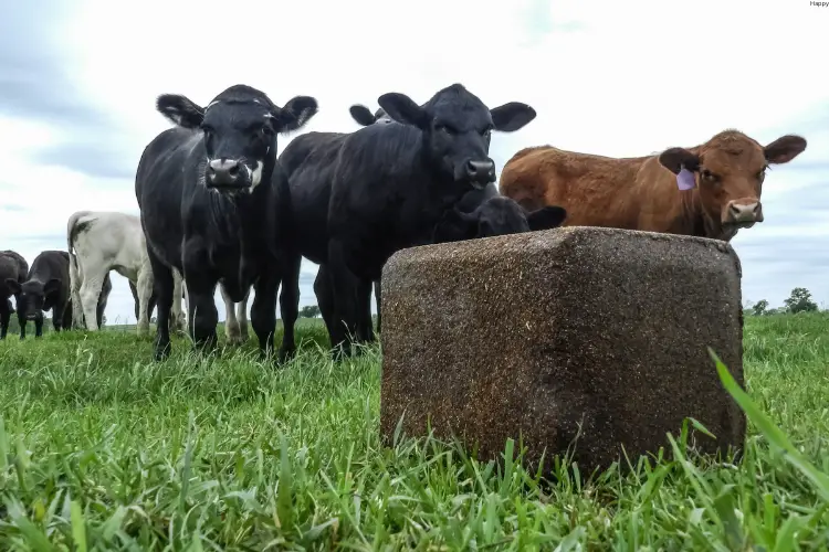 Cattles standing at one place in grass