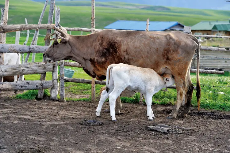 Cow is feeding calve