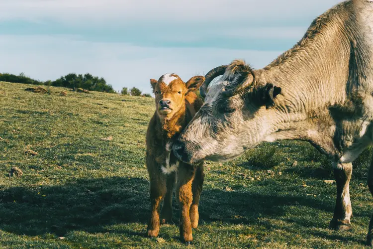 Cow mother is loving her baby