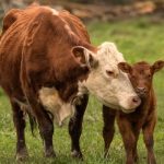 Cow mother is loving her baby while standing