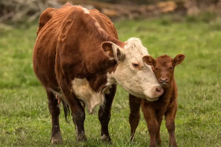 Cow mother is loving her baby while standing