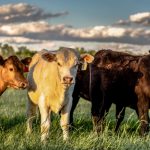 Different colors cattles are standing together