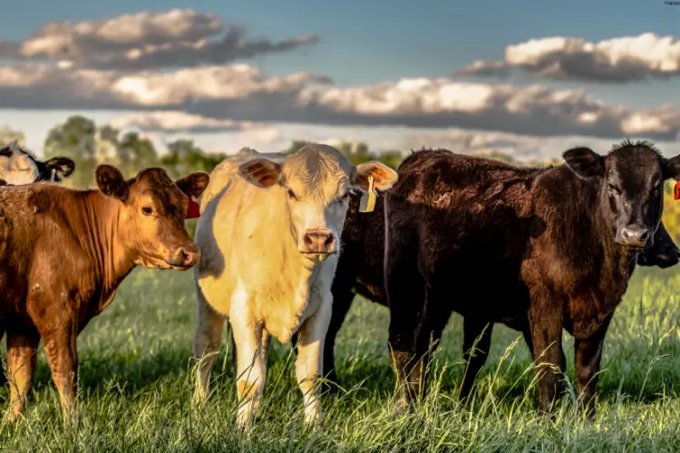 Different colors cattles are standing together