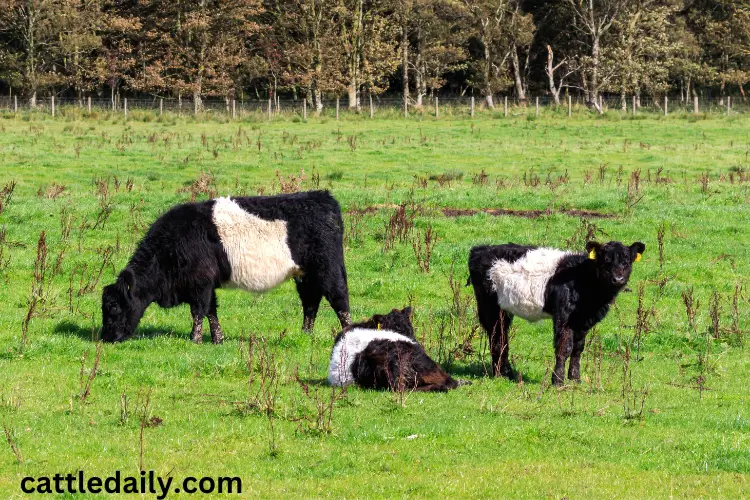 Belted Galloway