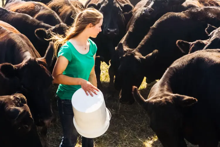 Girl is standing between cattles as she put feed infront of them