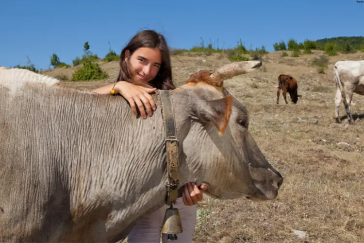 Girl is touching cattle while standing