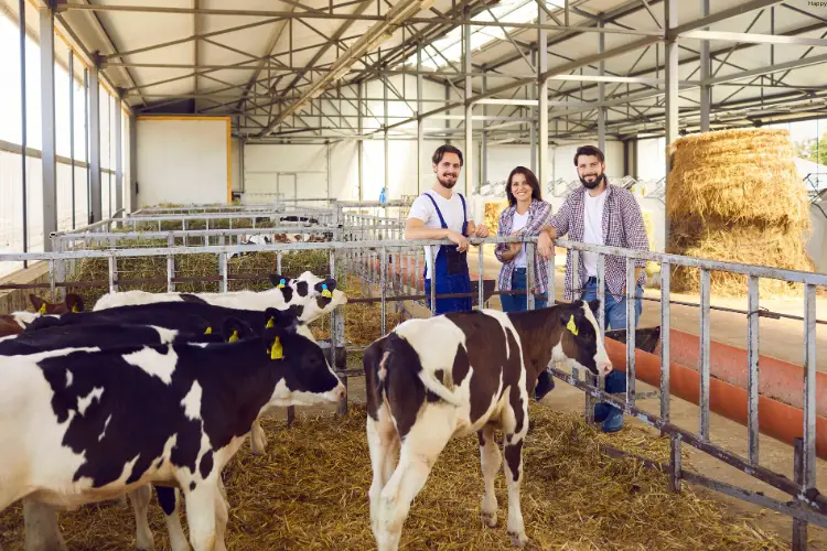 Girls and boys are watching cattles in farm